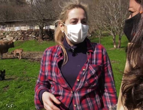 Los ganaderos y el lobo: hablamos con Marta García, la voz del campo cántabro